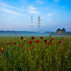 Blick über die Wiese