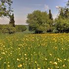 Blick über die Wiese