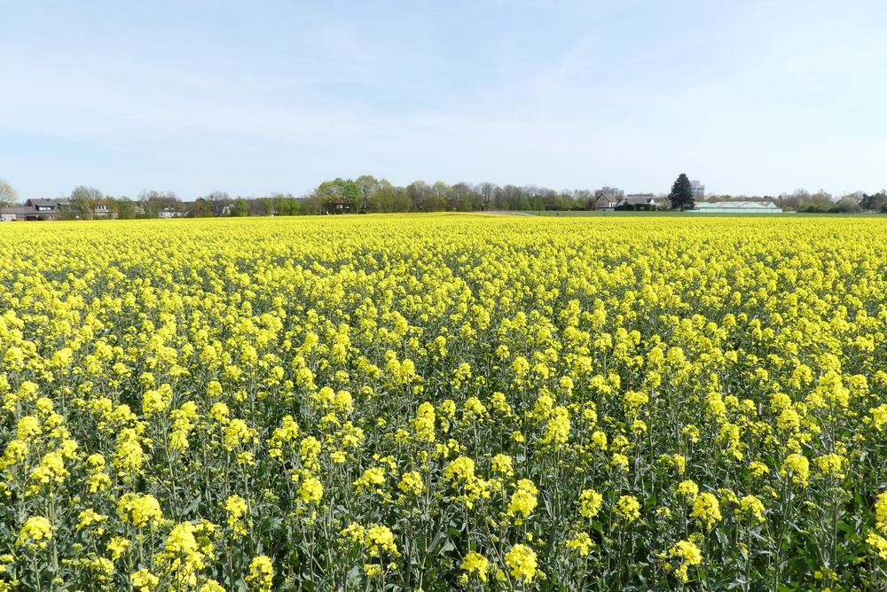 Blick über ein Rapsfeld ...