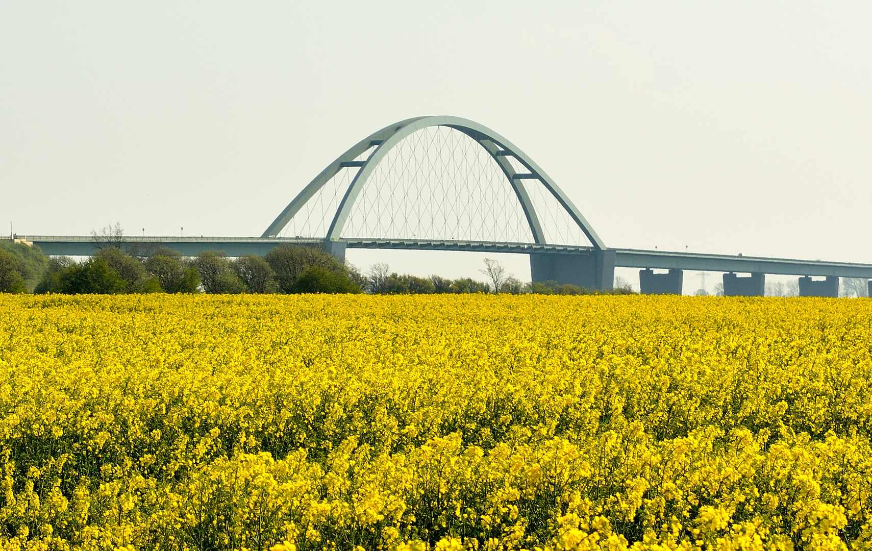 Blick über ein Rapsfeld auf die Fehmarnsundbrücke