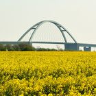 Blick über ein Rapsfeld auf die Fehmarnsundbrücke