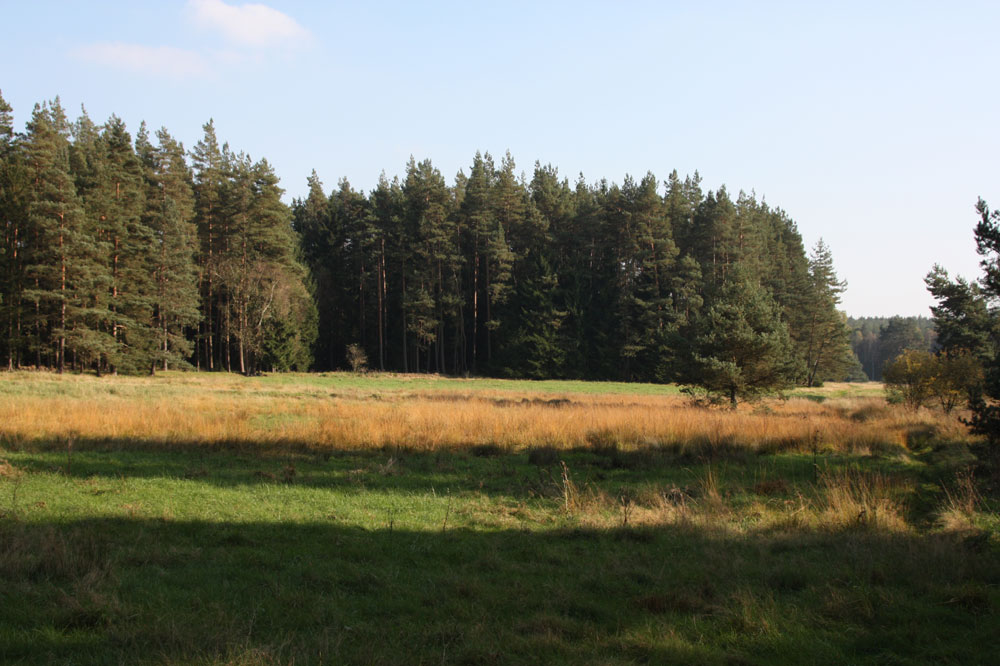 Blick über eine der herbstlichen Moorwiesen