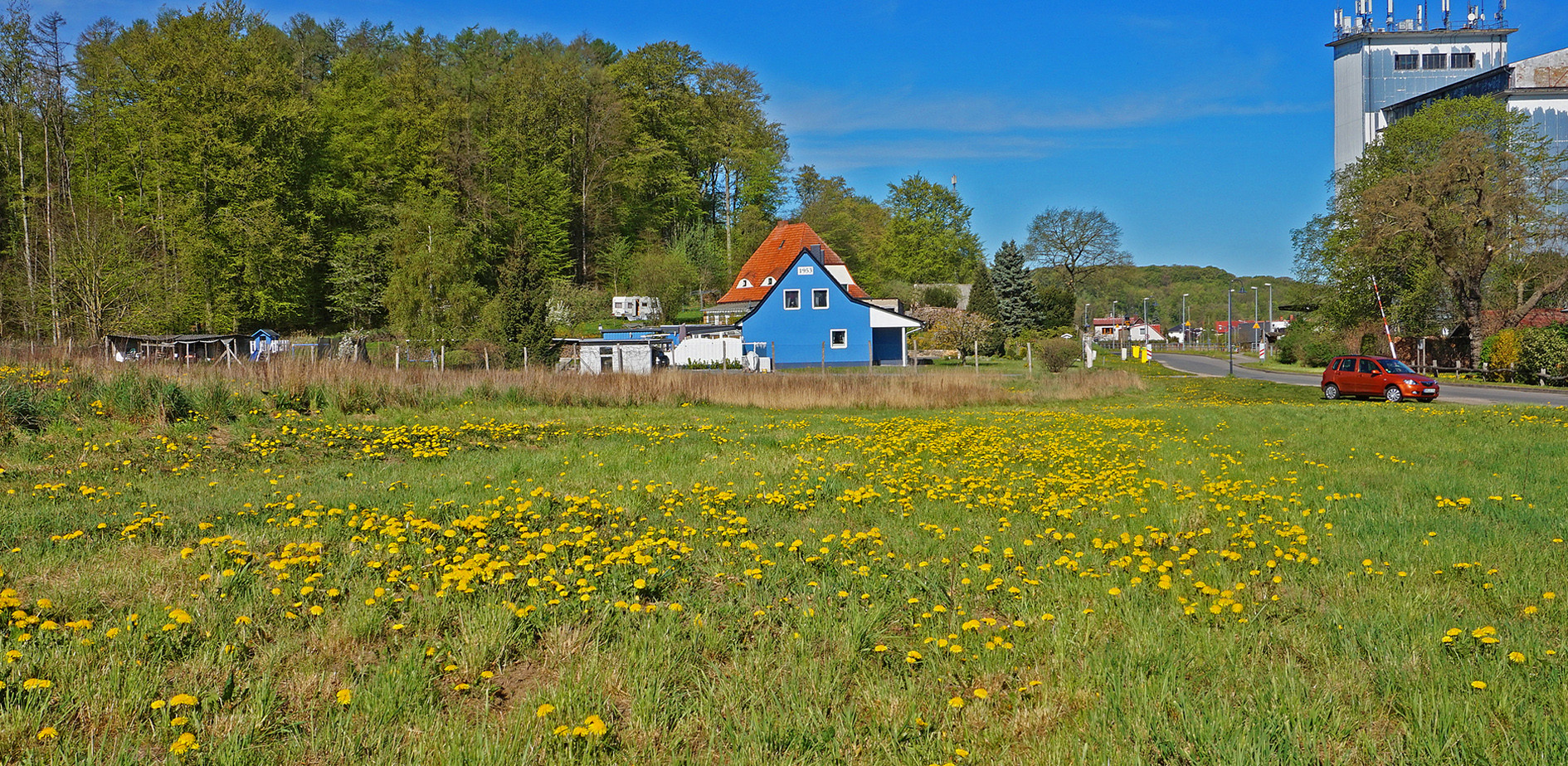 Blick über eine Löwenzahnwiese