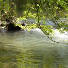 Blick über einen Bach im Neandertal