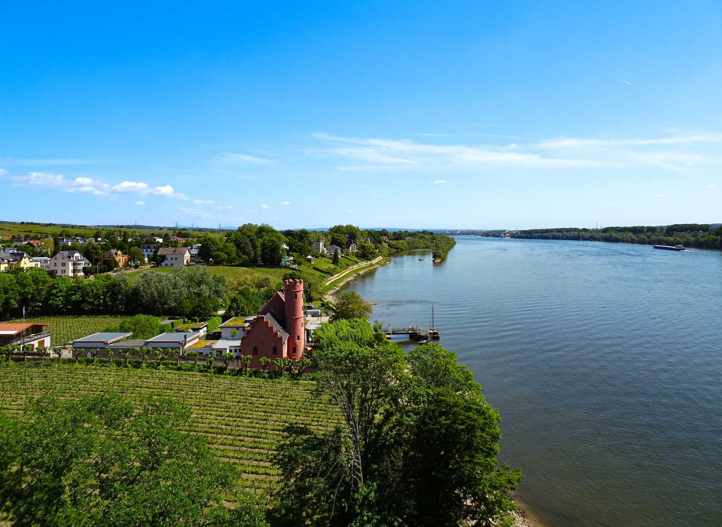 Blick über Eltville am Rhein (2)