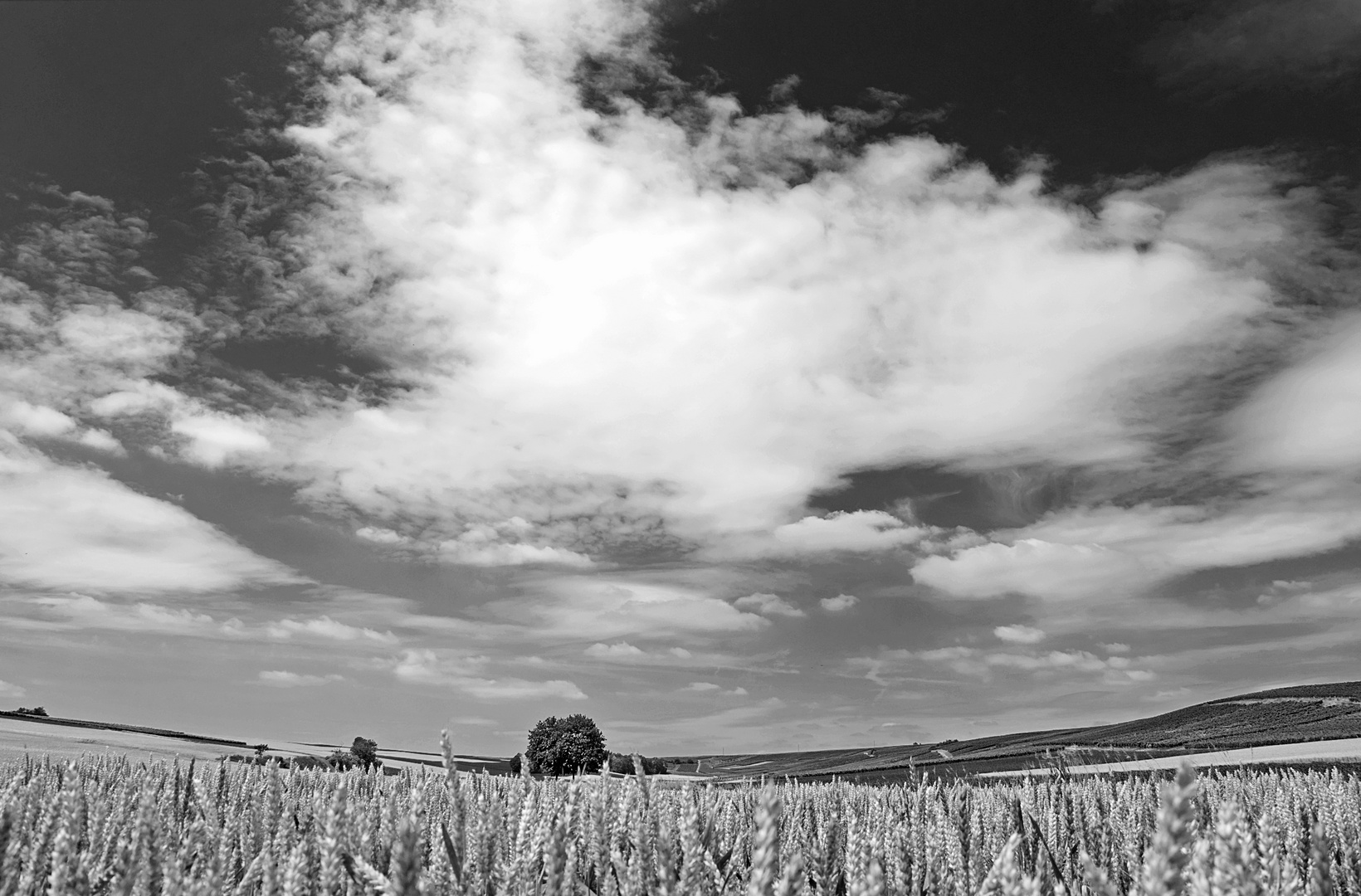 Blick über Feld s/w