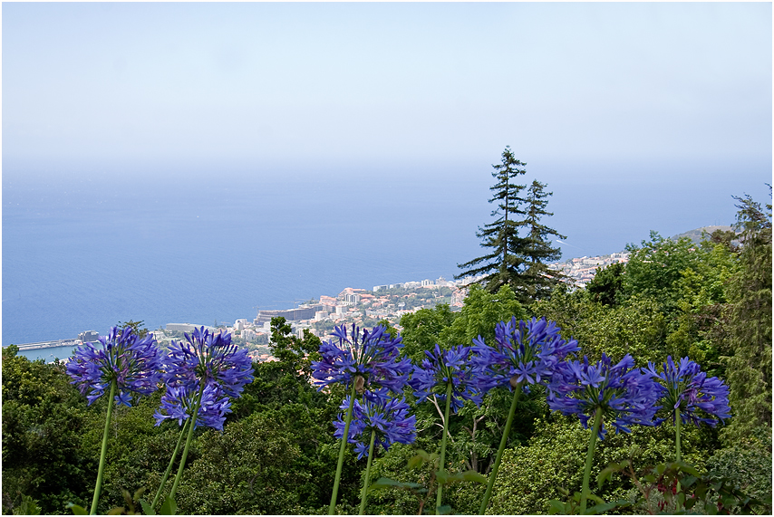 Blick über Funchal