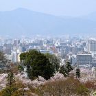 Blick über Kyoto während der Kirschblüte