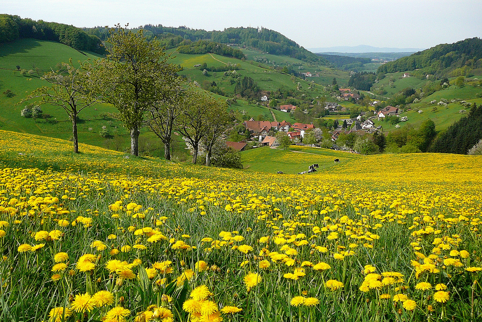 Blick über Löwenzahnwiesen ins Freiämter Brettental