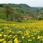 Blick über Löwenzahnwiesen ins Freiämter Brettental