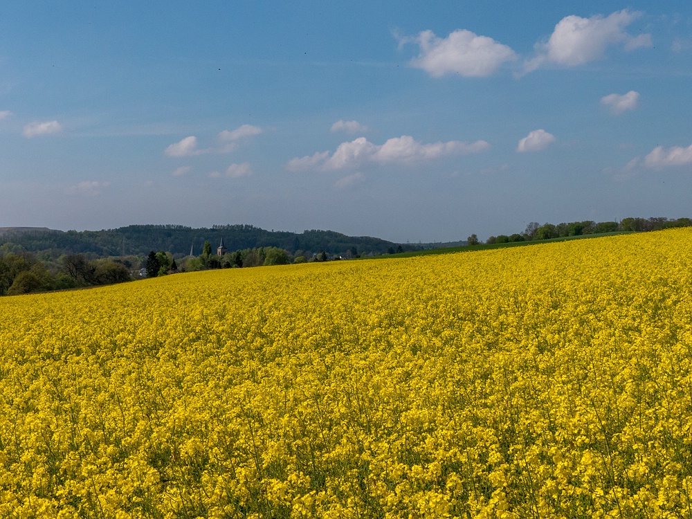 Blick über Raps auf Düssel