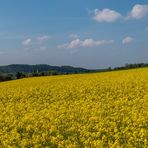 Blick über Raps auf Düssel