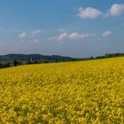 Blick über Raps auf Düssel