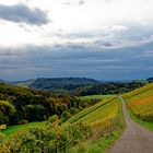 Blick über Weinberge im Herbst