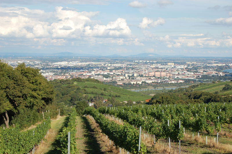 Blick über Wien vom Kalenberg aus