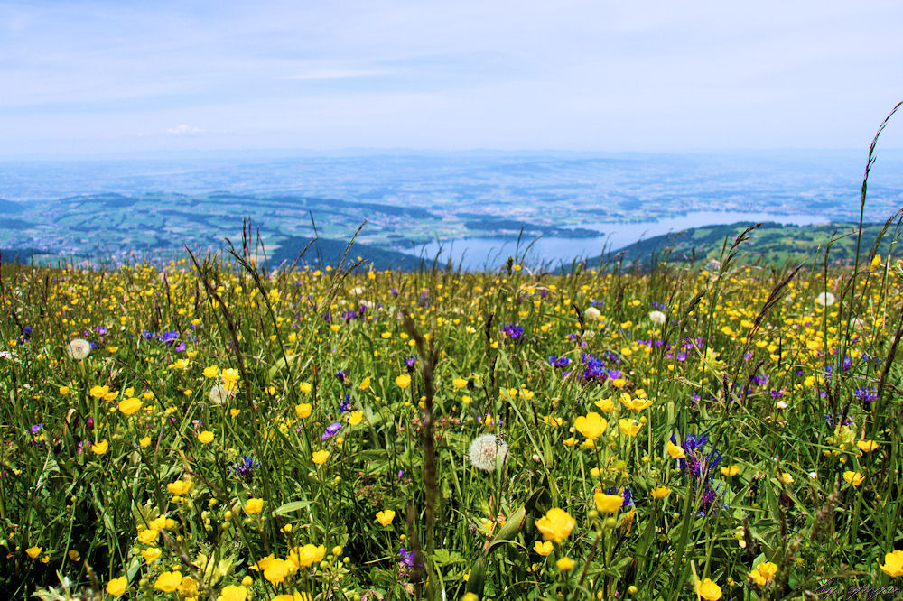 Blick über Zugersee Richtung Jura