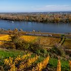 Blick übern Rhein