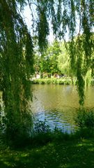 Blick übern See im Rosarium Uetersen