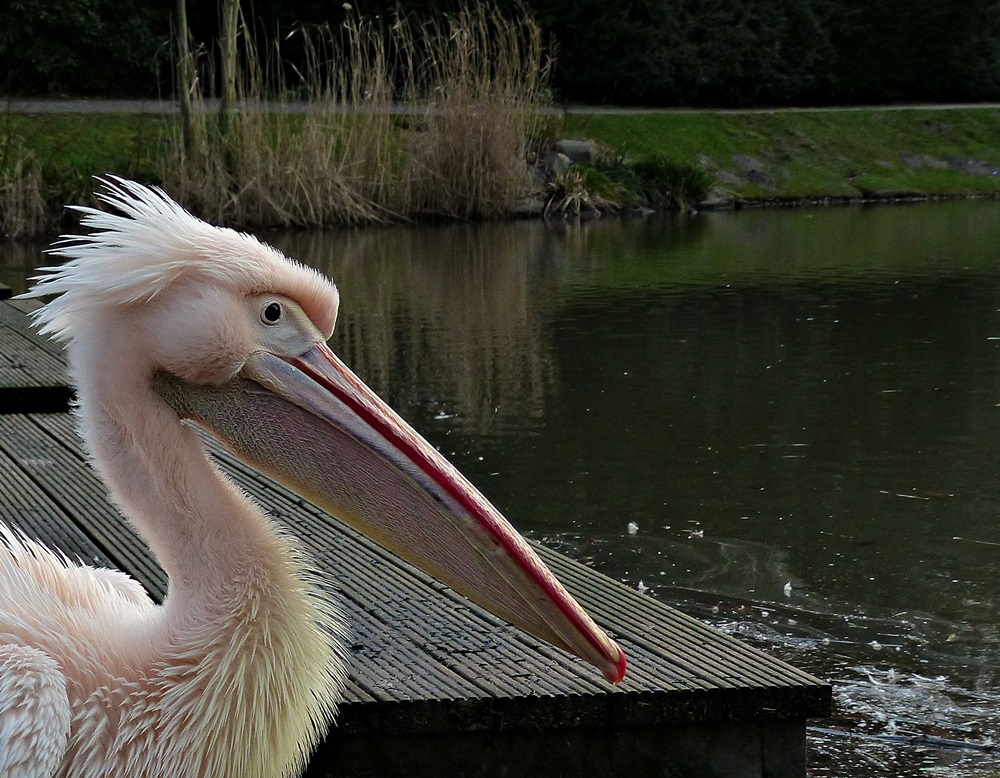 Blick über`n Teich