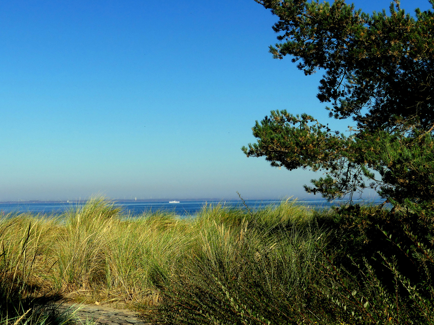 Blick übers Dünengras