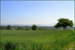 Blick übers Feld am Kaiserstuhl bei Freiburg