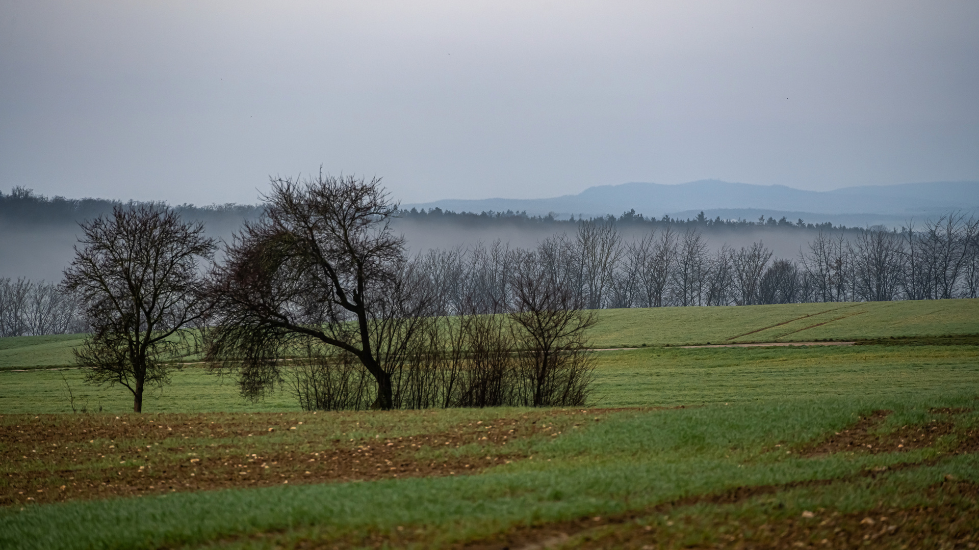 Blick übers Feld I.