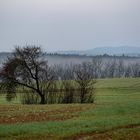 Blick übers Feld I.