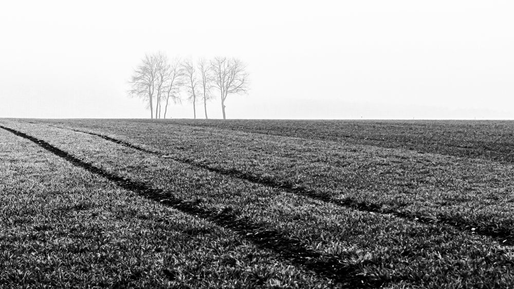 Blick übers Feld II.