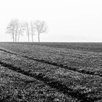 Blick übers Feld II.