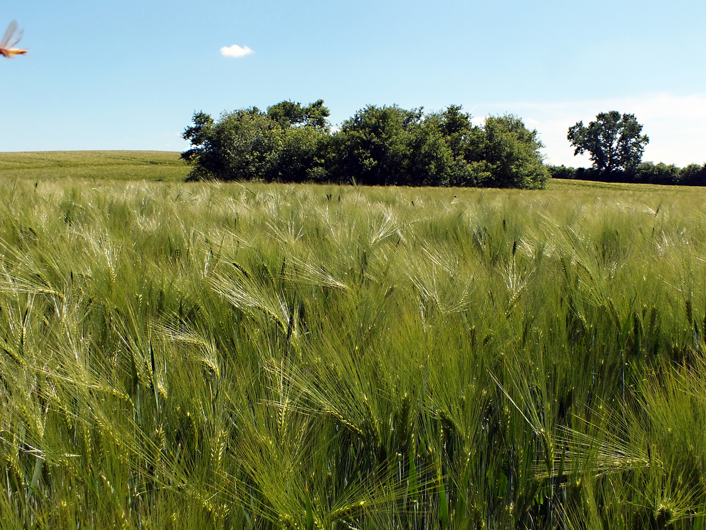 Blick über`s Gerstenfeld