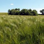 Blick über`s Gerstenfeld