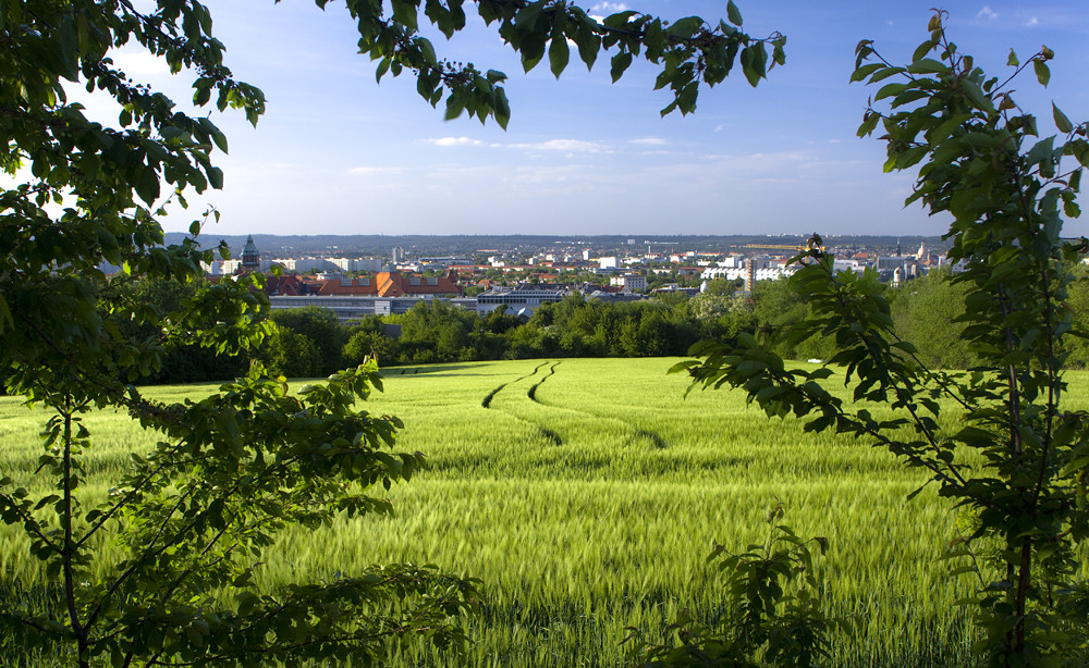 Blick übers Gerstenfeld nach Dresden