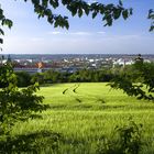 Blick übers Gerstenfeld nach Dresden