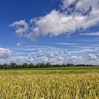 Blick übers Getreidefeld