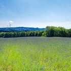 Blick übers Kornblumenfeld