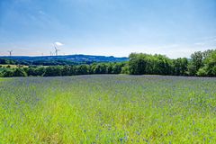 Blick übers Kornblumenfeld