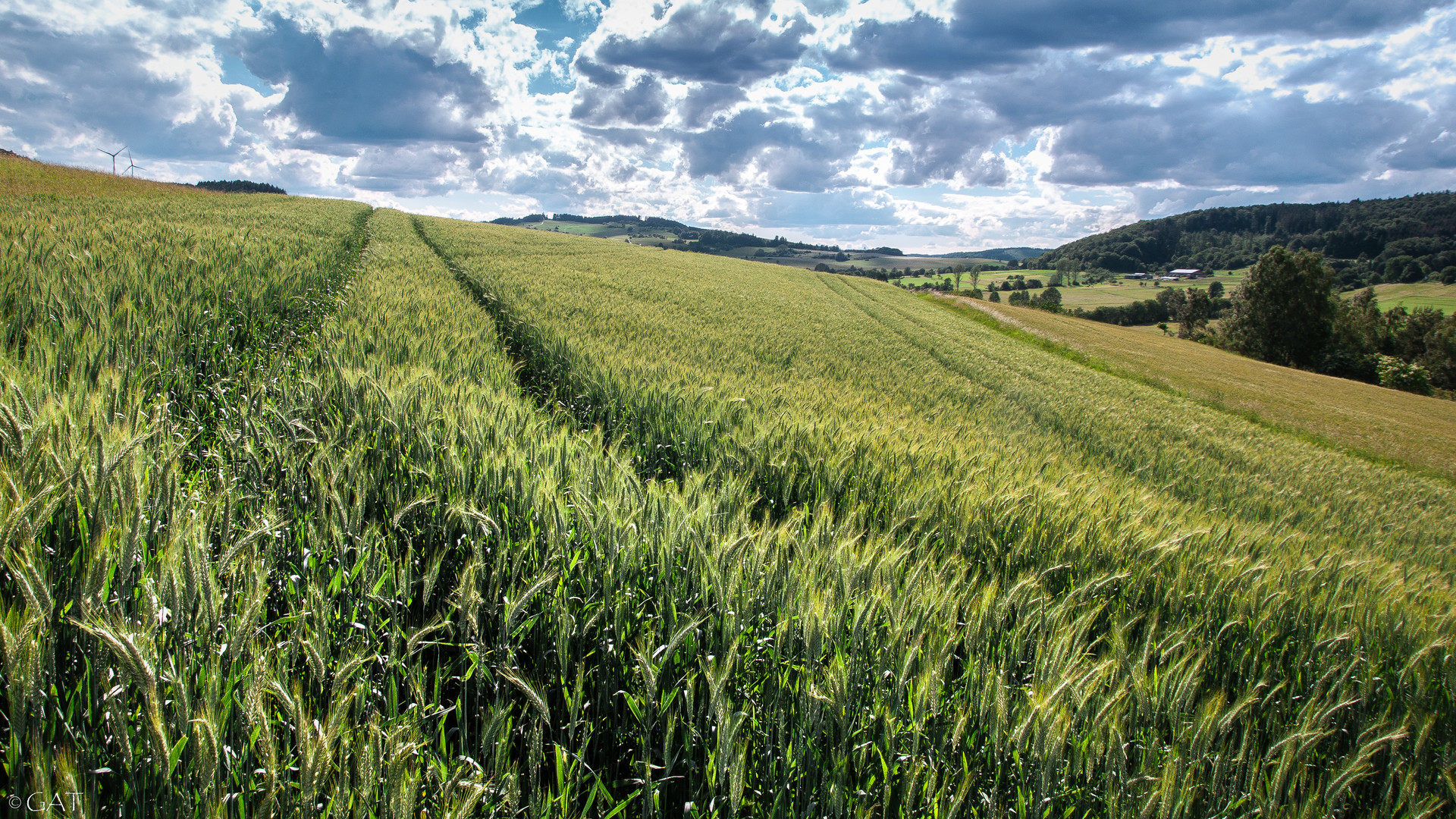 Blick übers Kornfeld....