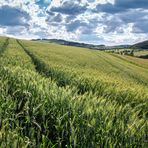 Blick übers Kornfeld....