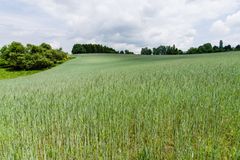 Blick übers Kornfeld