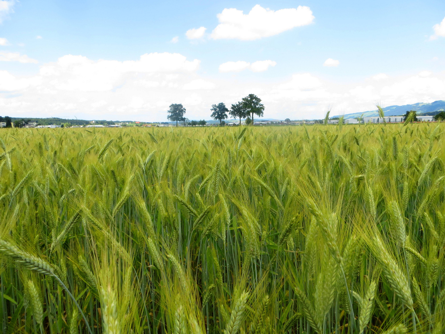 Blick übers Kornfeld ...