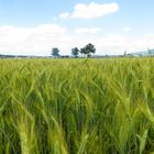 Blick übers Kornfeld ...