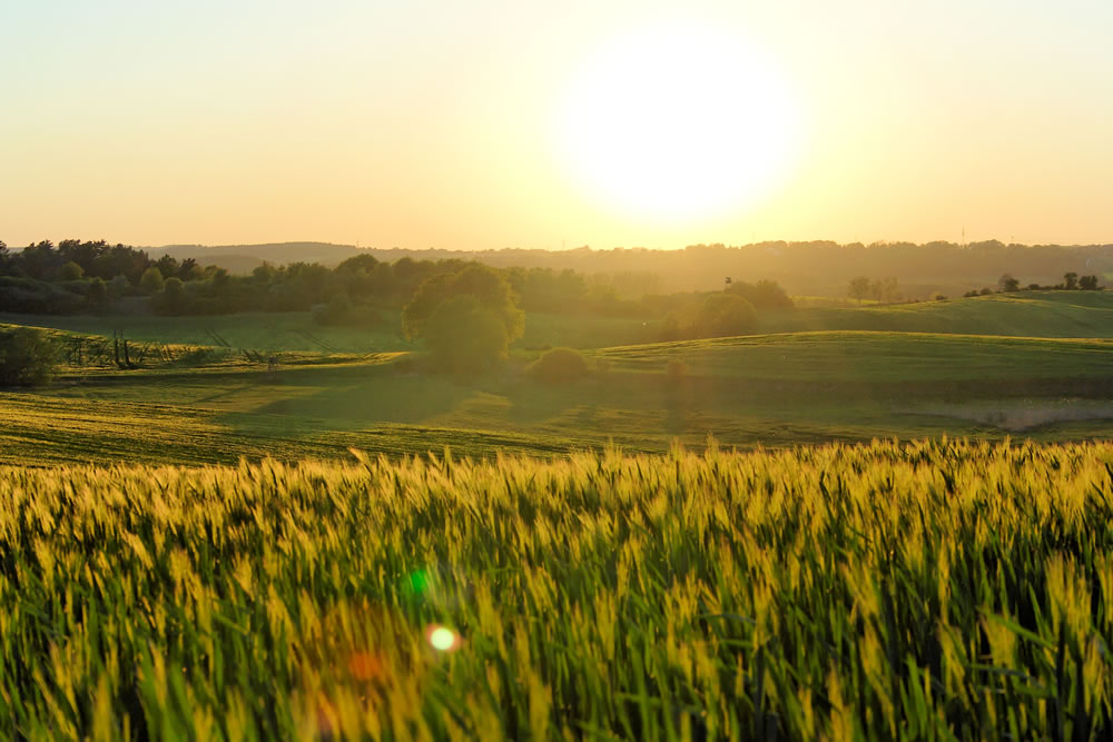 Blick übers Kornfeld in Richtung Sonnenuntergang