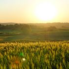 Blick übers Kornfeld in Richtung Sonnenuntergang