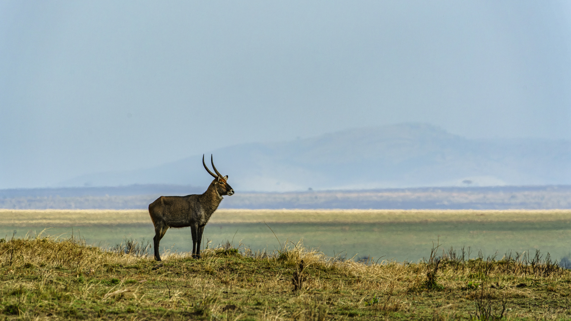 Blick übers Land, Massai Mara, 2021.08.05