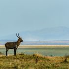 Blick übers Land, Massai Mara, 2021.08.05