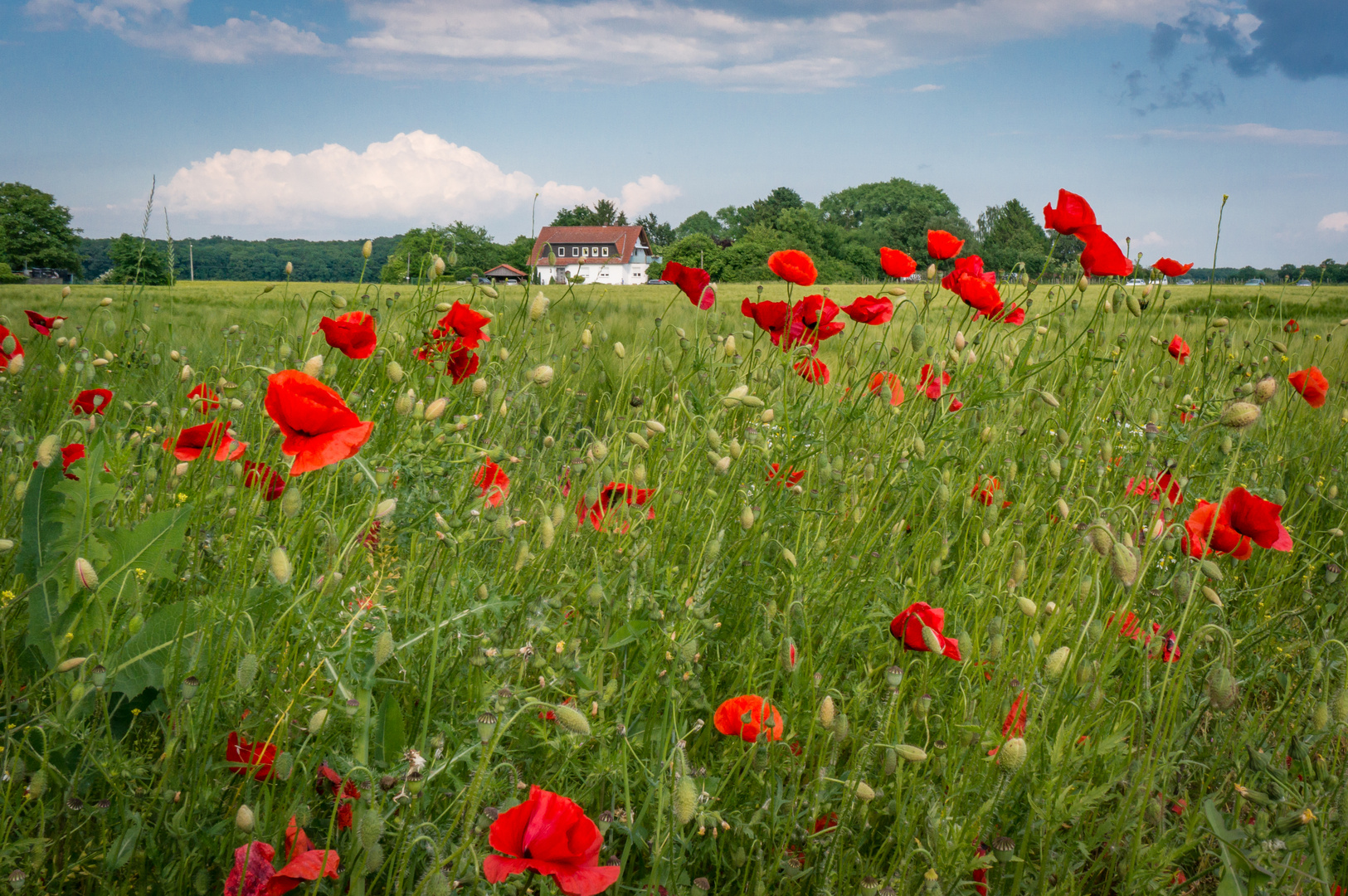 Blick übers Land - Ronnenberg bei Hannover