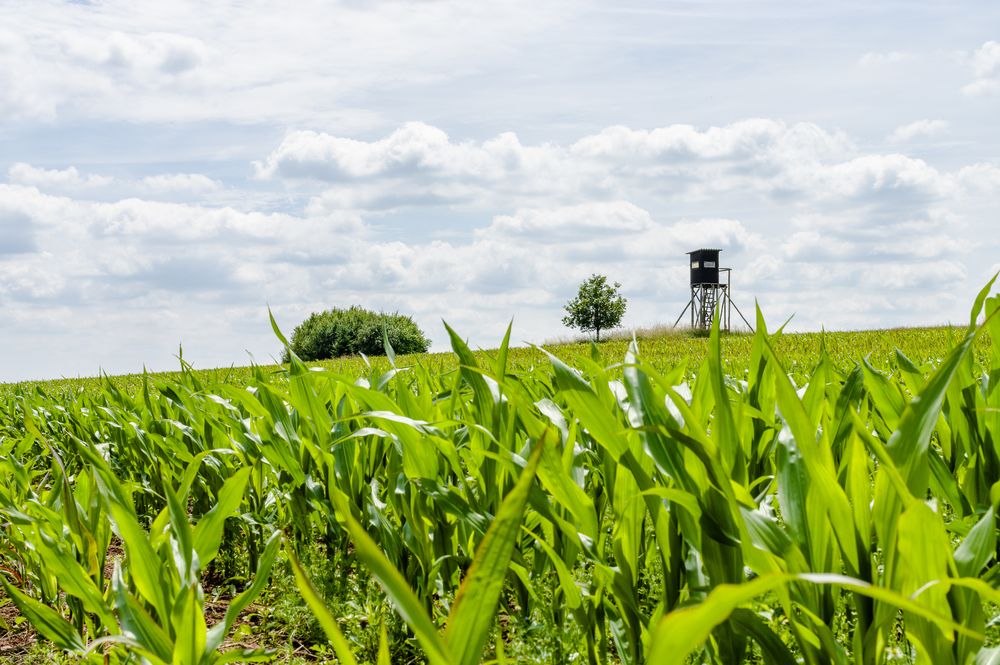 Blick übers Maisfeld