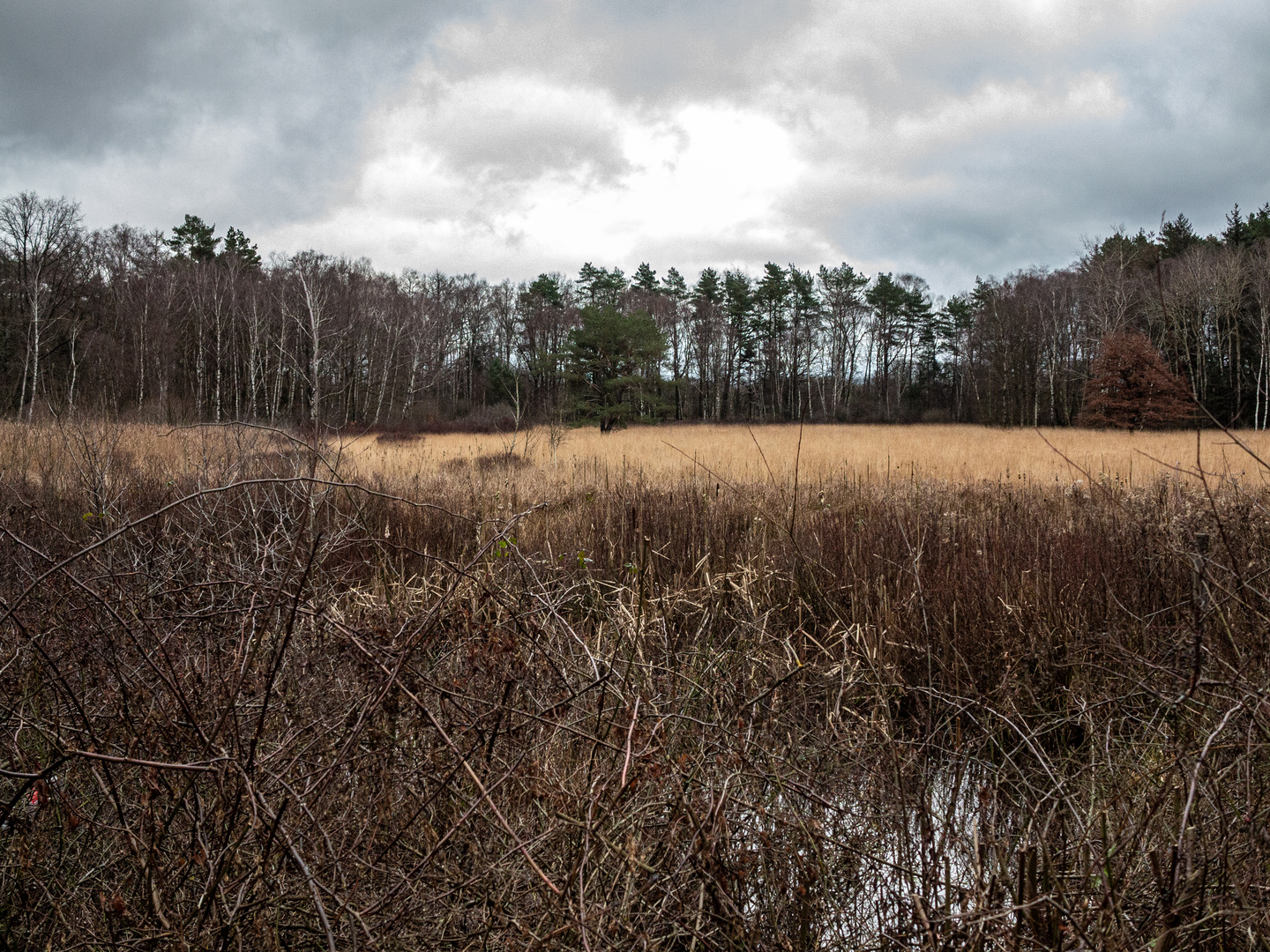 Blick übers Moor