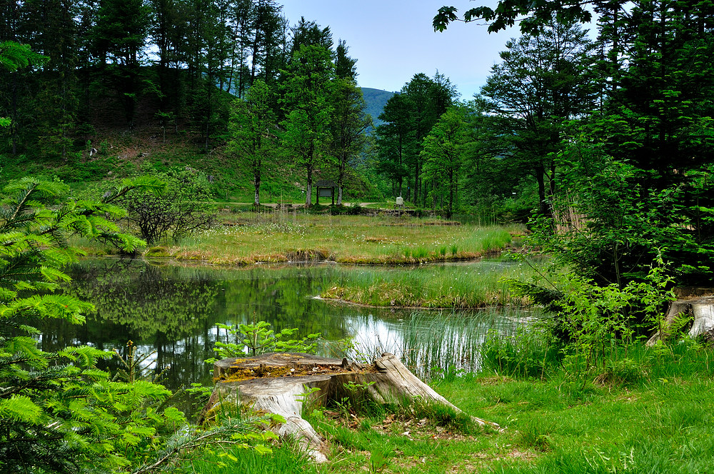 Blick übers Moorfeld Nonnenmattweier N.7