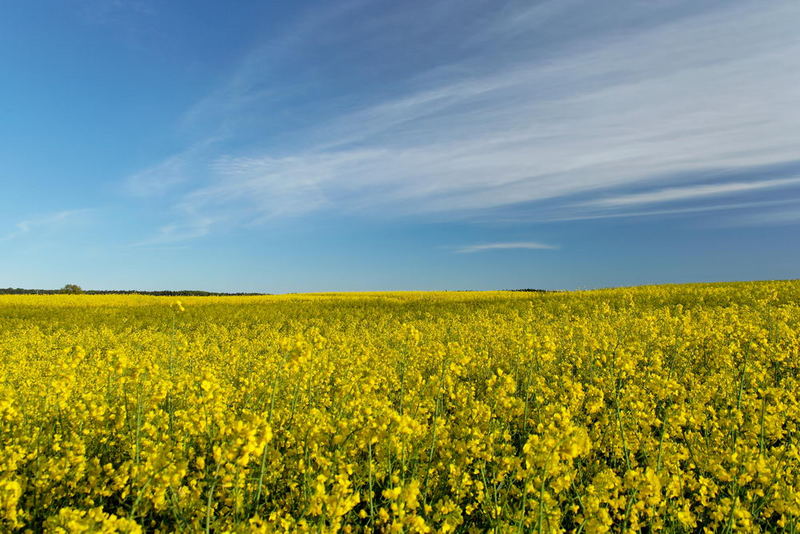 Blick übers Rapsfeld